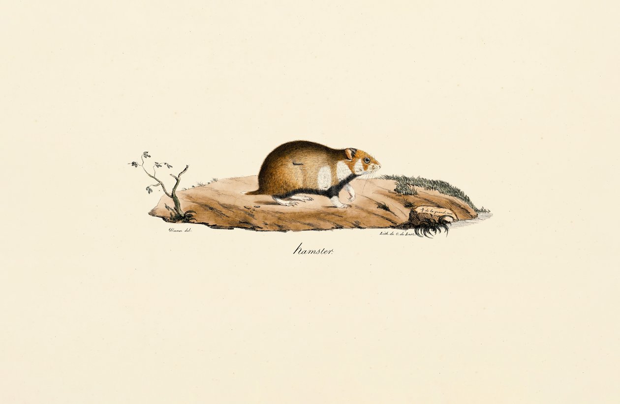  autorstwa Jacques Christophe Werner