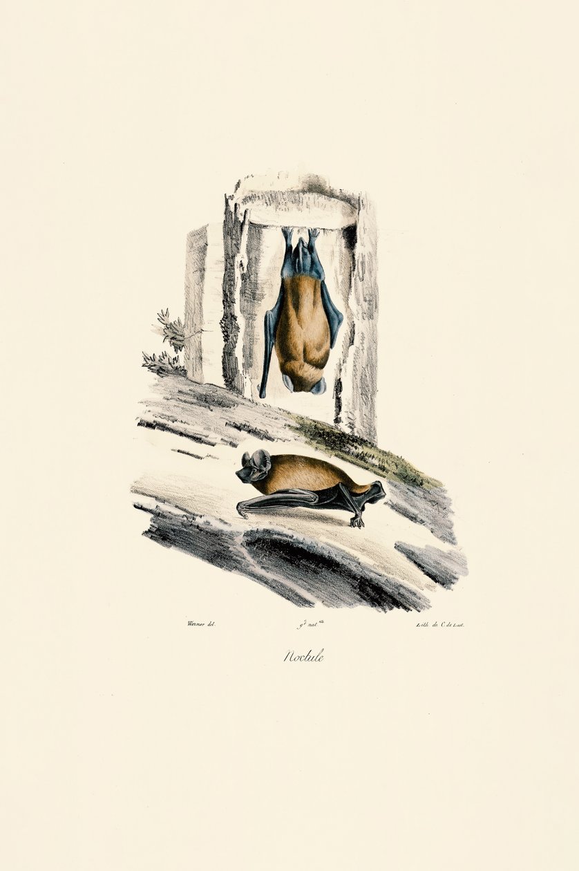  autorstwa Jacques Christophe Werner