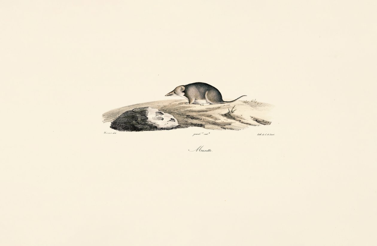  autorstwa Jacques Christophe Werner