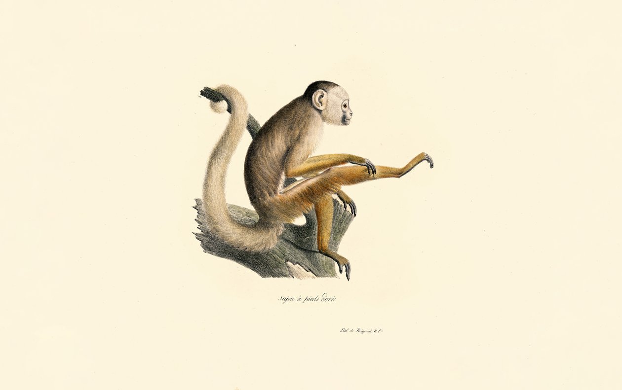  autorstwa Jacques Christophe Werner
