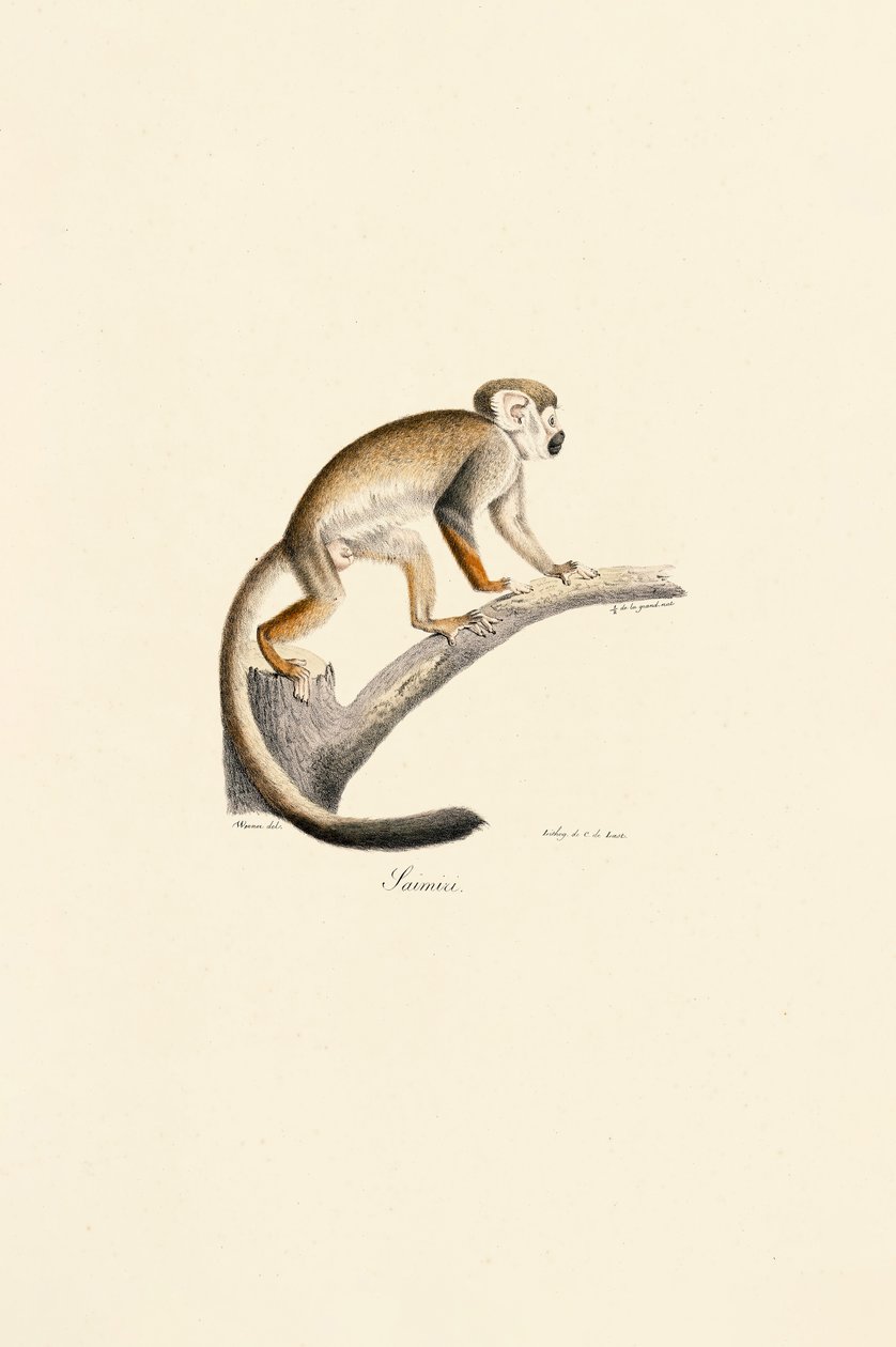  autorstwa Jacques Christophe Werner