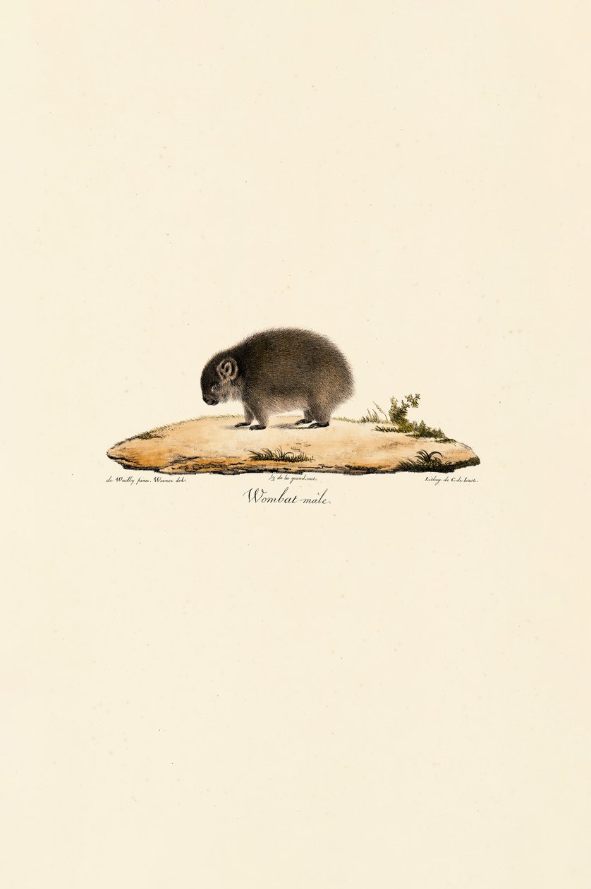 Wombat zwyczajny (samiec) autorstwa Jacques Christophe Werner