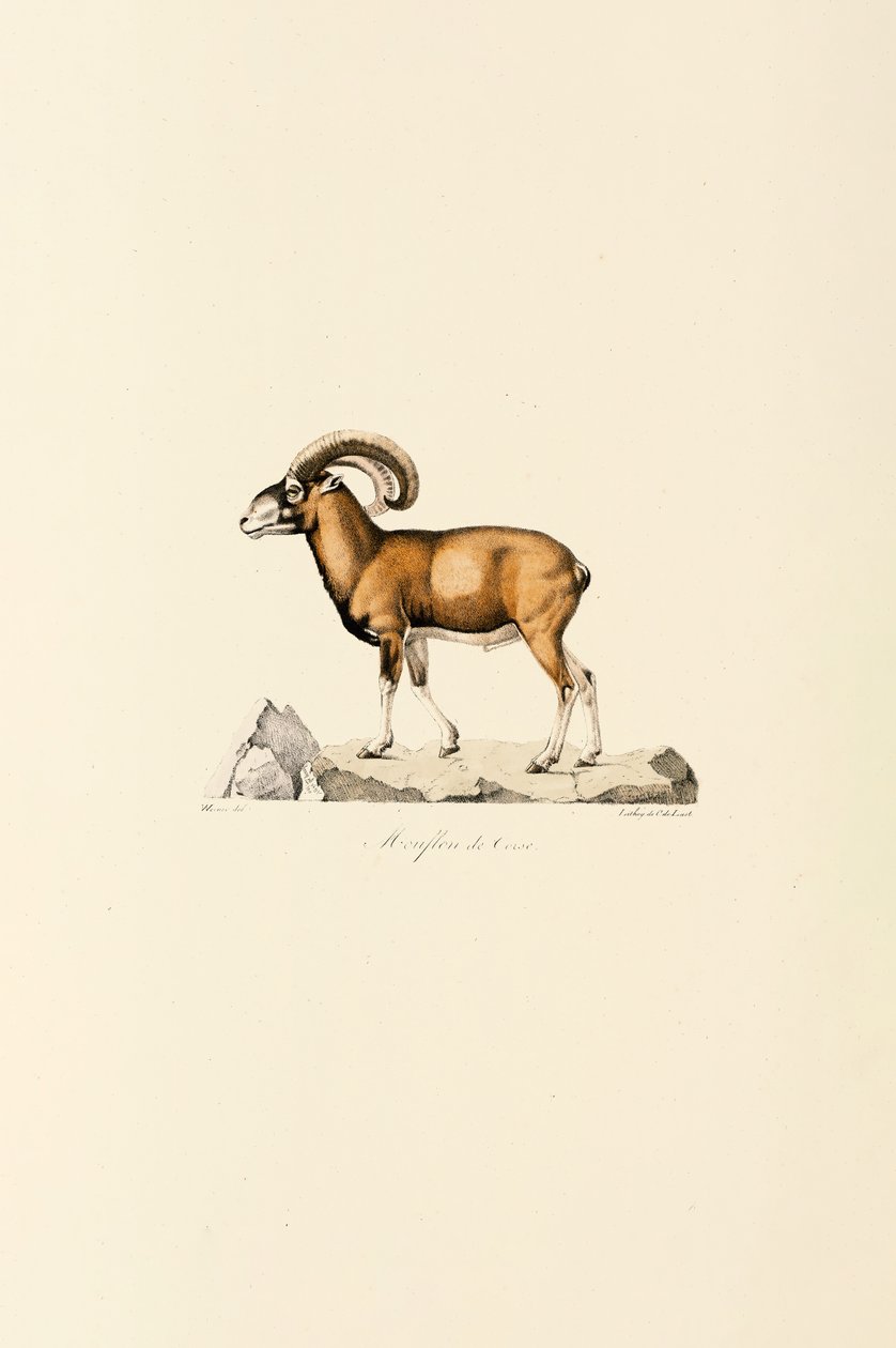 Muflon korsykański autorstwa Jacques Christophe Werner