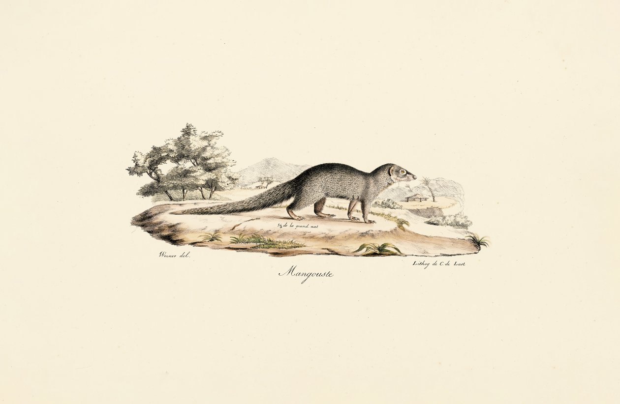  autorstwa Jacques Christophe Werner