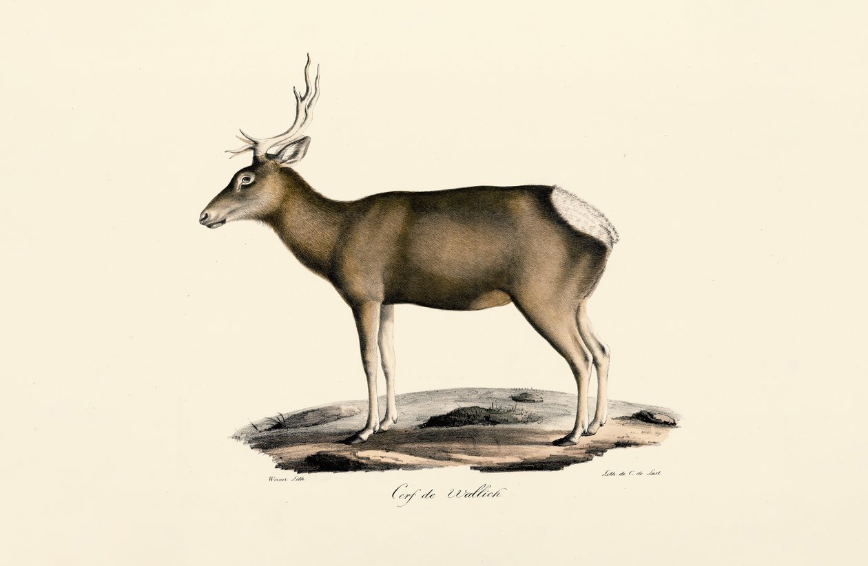 Łoś - Mężczyzna autorstwa Jacques Christophe Werner