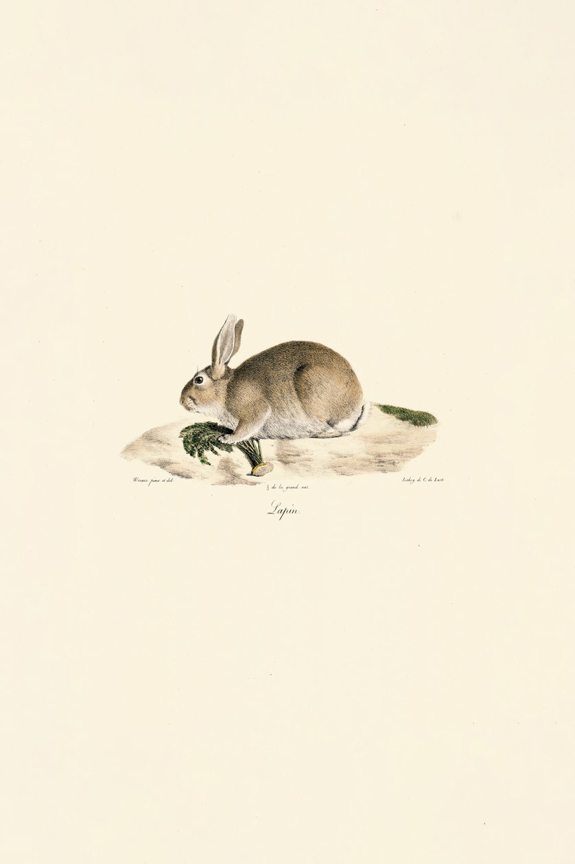  autorstwa Jacques Christophe Werner