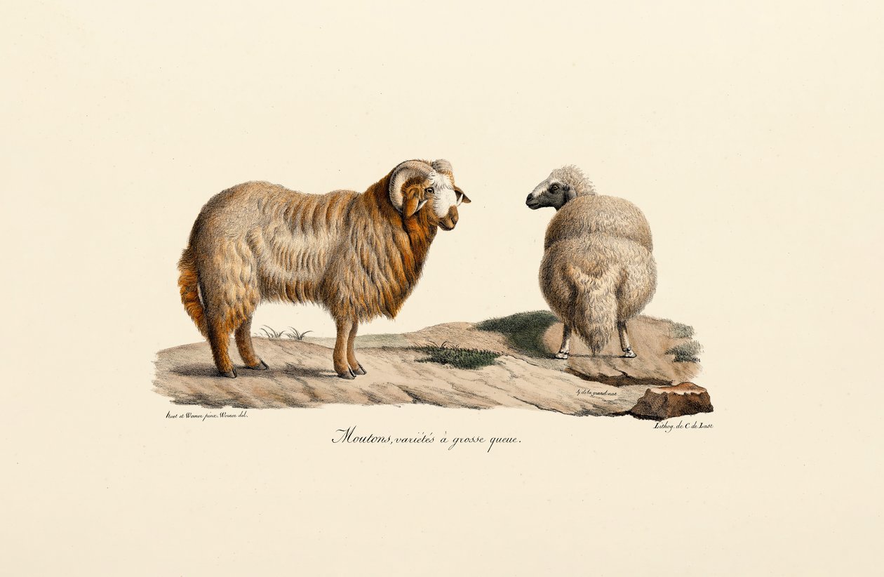  autorstwa Jacques Christophe Werner