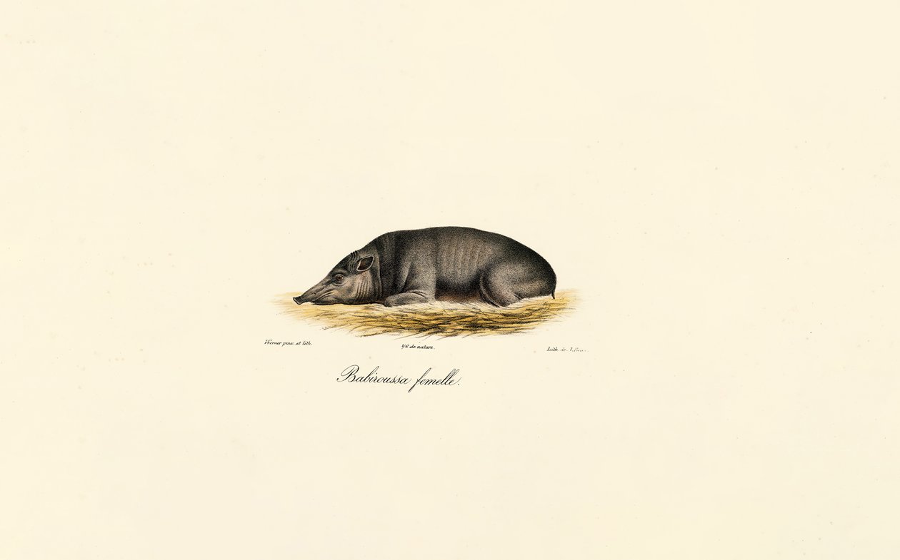 Kobieta Babirusa autorstwa Jacques Christophe Werner