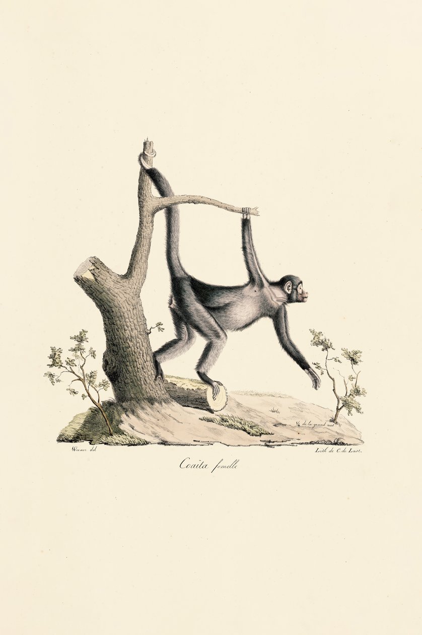 Samica Black Spider Monkey autorstwa Jacques Christophe Werner
