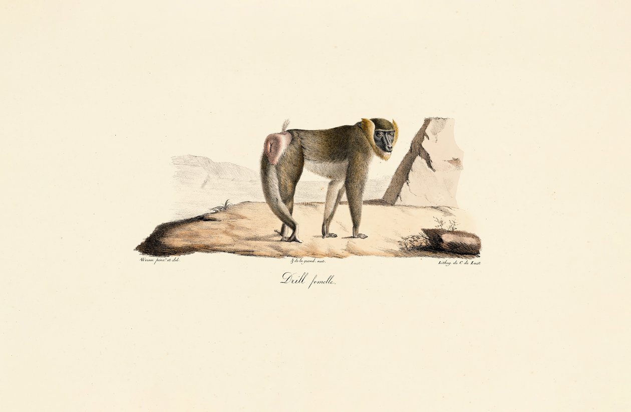 Wiertło żeńskie autorstwa Jacques Christophe Werner