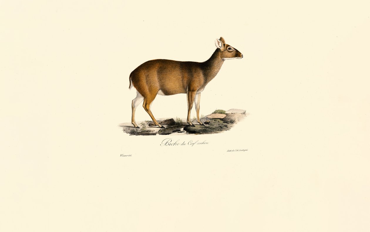 Samica indyjskiego Muntjac (Deer Hind) autorstwa Jacques Christophe Werner