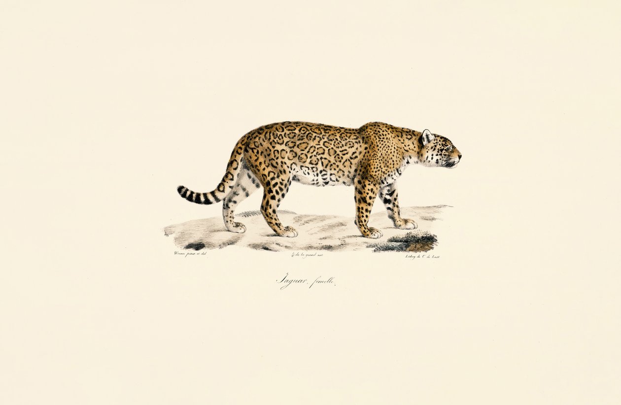 Kobieta Jaguar autorstwa Jacques Christophe Werner