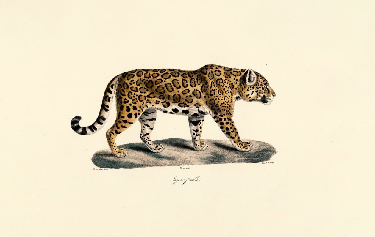 Kobieta Jaguar autorstwa Jacques Christophe Werner