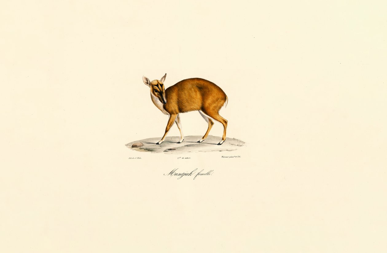 Samica Muntjac autorstwa Jacques Christophe Werner