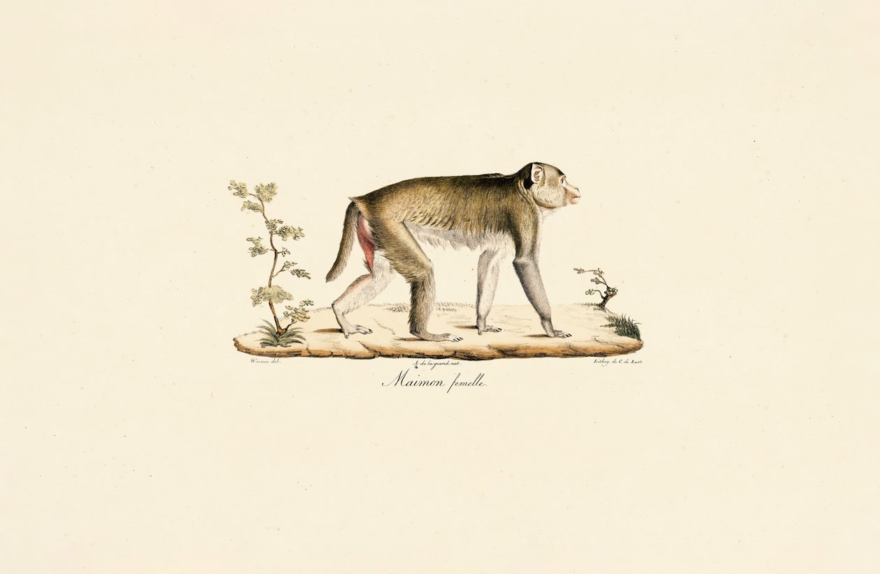  autorstwa Jacques Christophe Werner