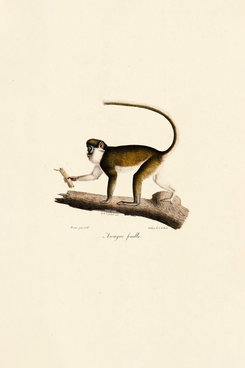  autorstwa Jacques Christophe Werner