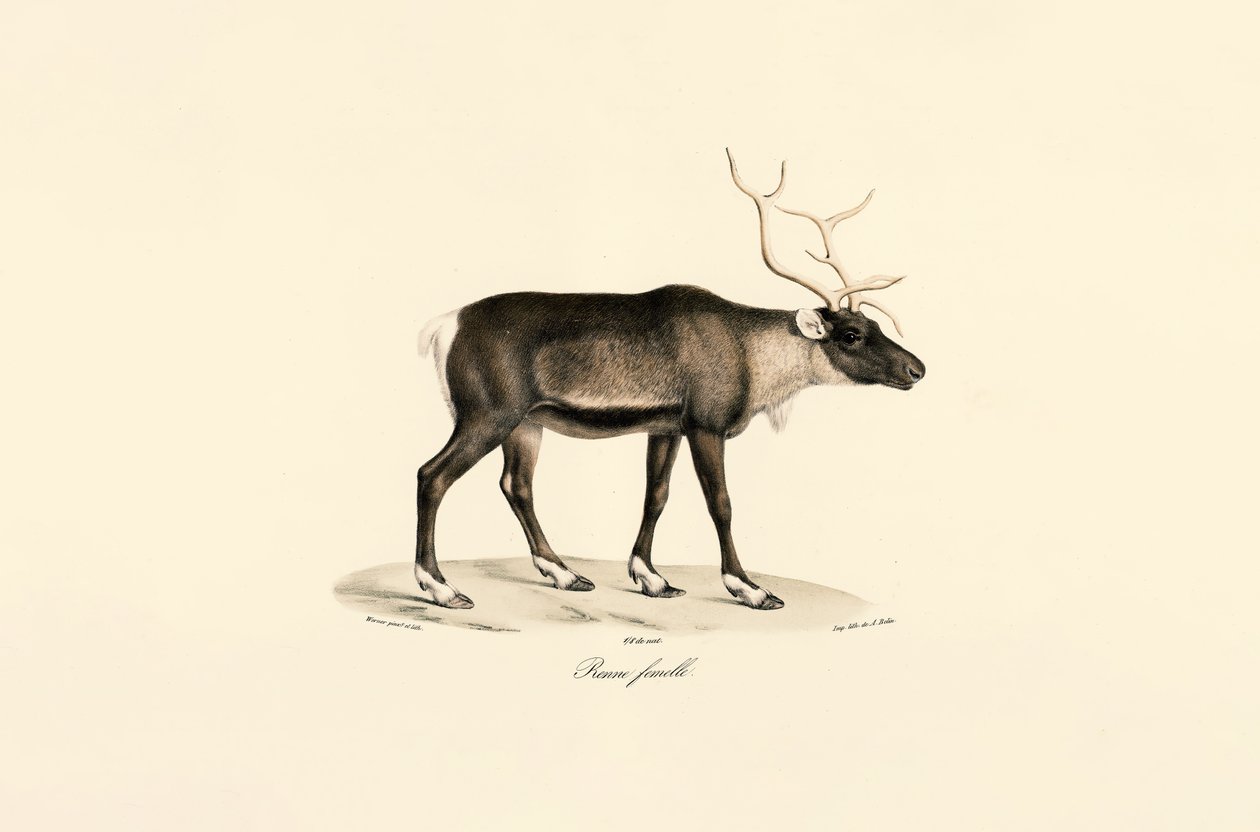 Samica renifera autorstwa Jacques Christophe Werner