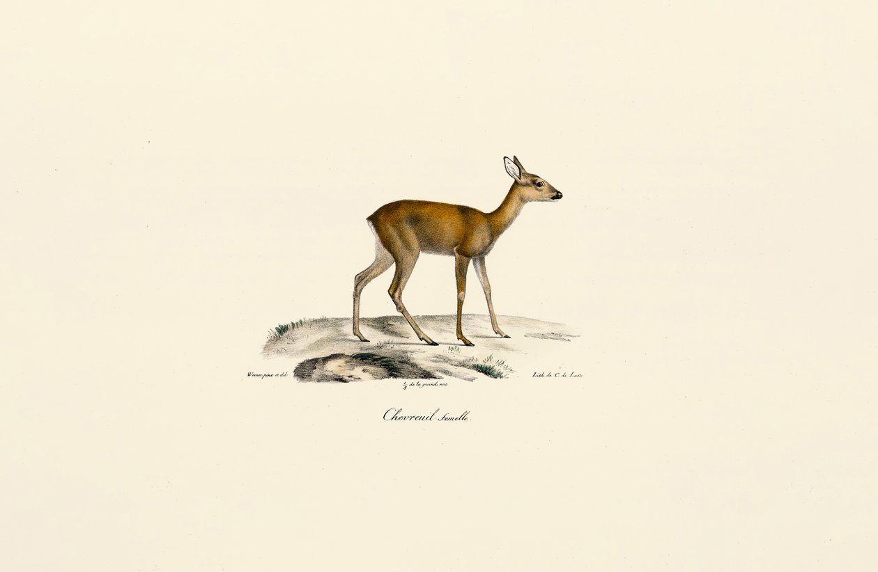 autorstwa Jacques Christophe Werner