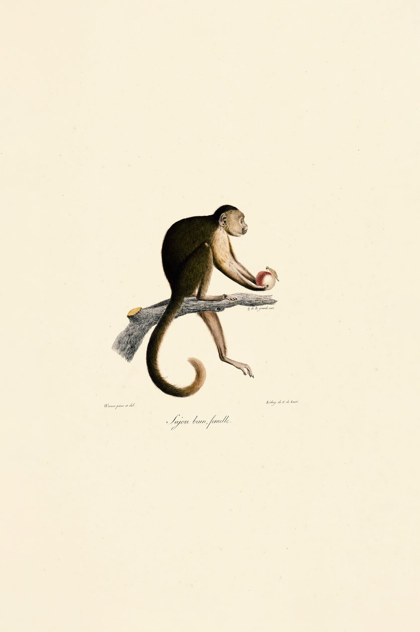  autorstwa Jacques Christophe Werner