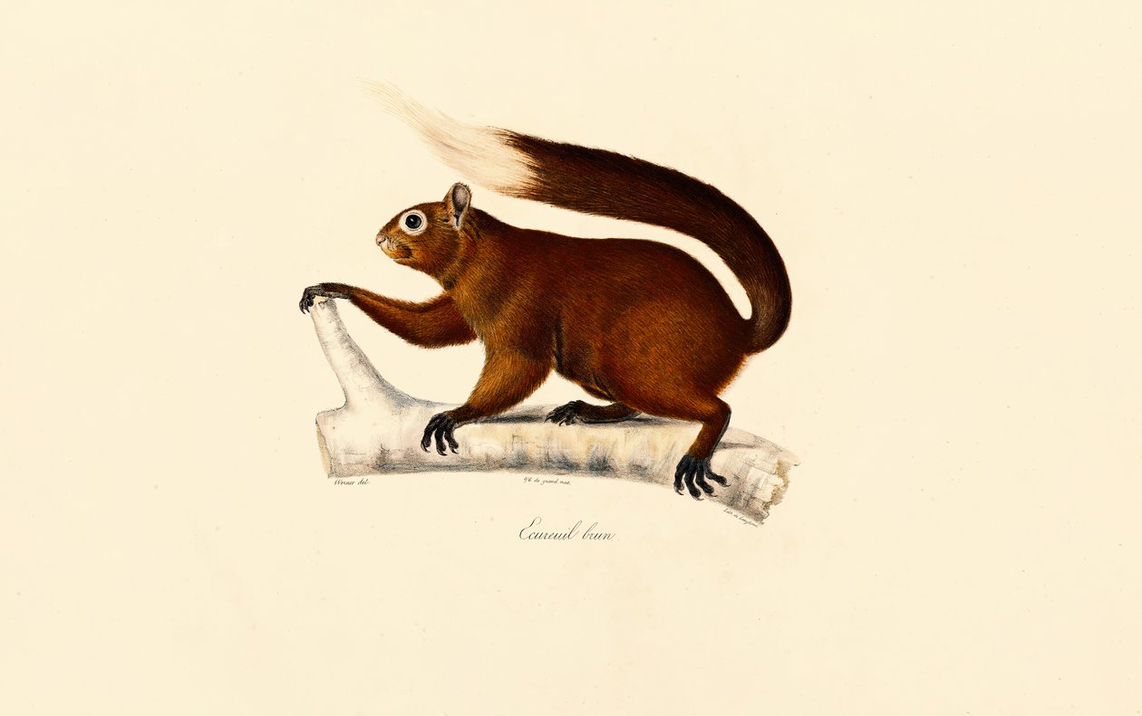  autorstwa Jacques Christophe Werner