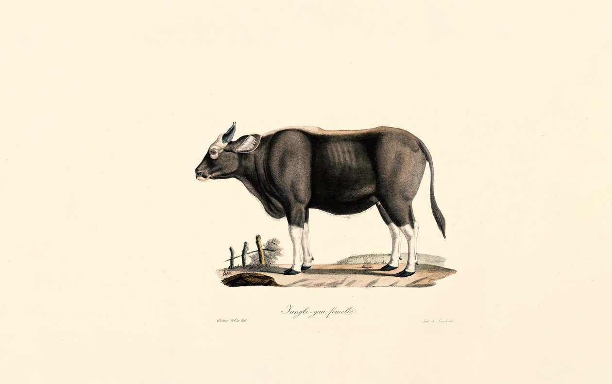 Kobieta Gaur autorstwa Jacques Christophe Werner