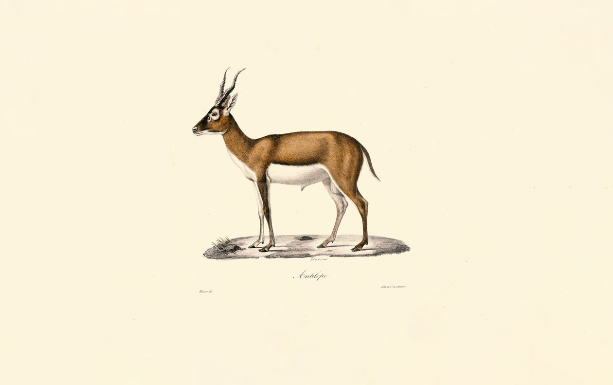 Goitered Gazelle autorstwa Jacques Christophe Werner