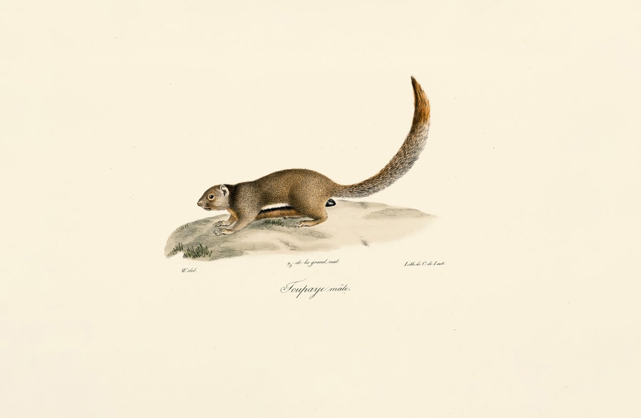 autorstwa Jacques Christophe Werner