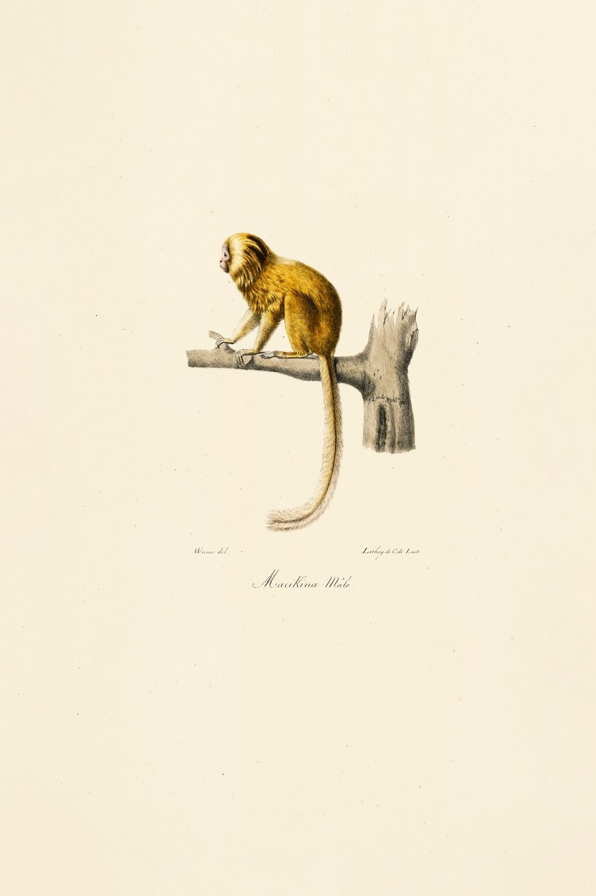  autorstwa Jacques Christophe Werner