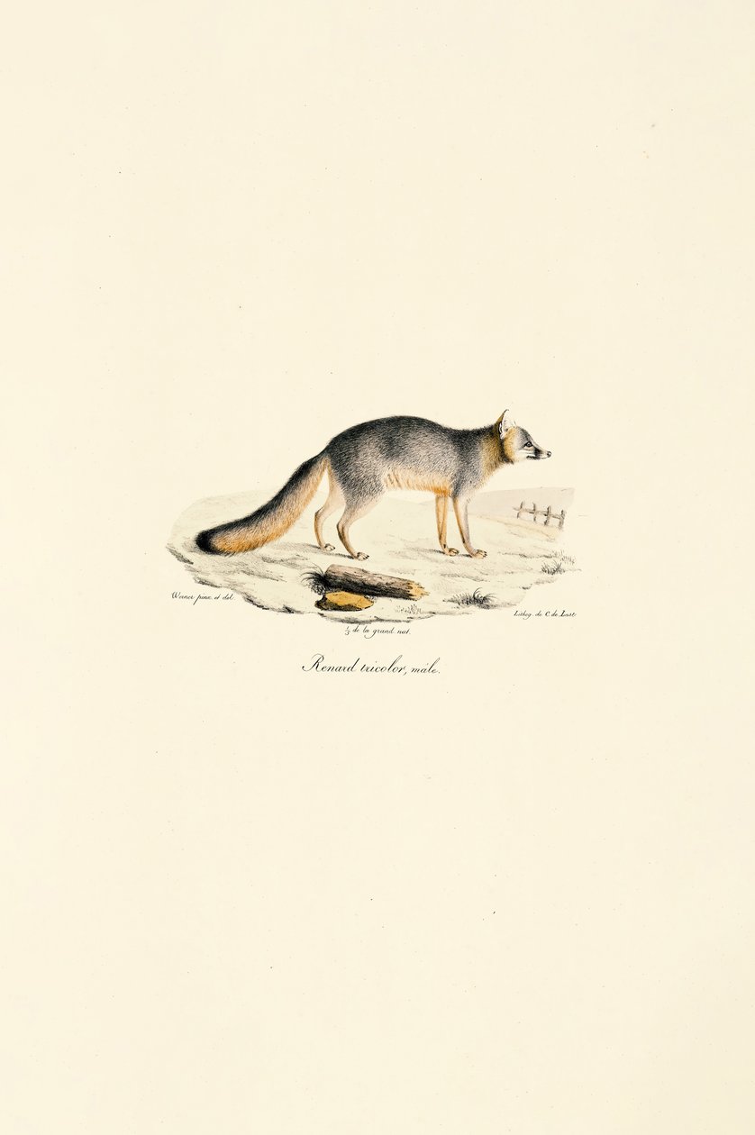 Samiec lisa szarego (Urocyon cinereoargenteus) autorstwa Jacques Christophe Werner