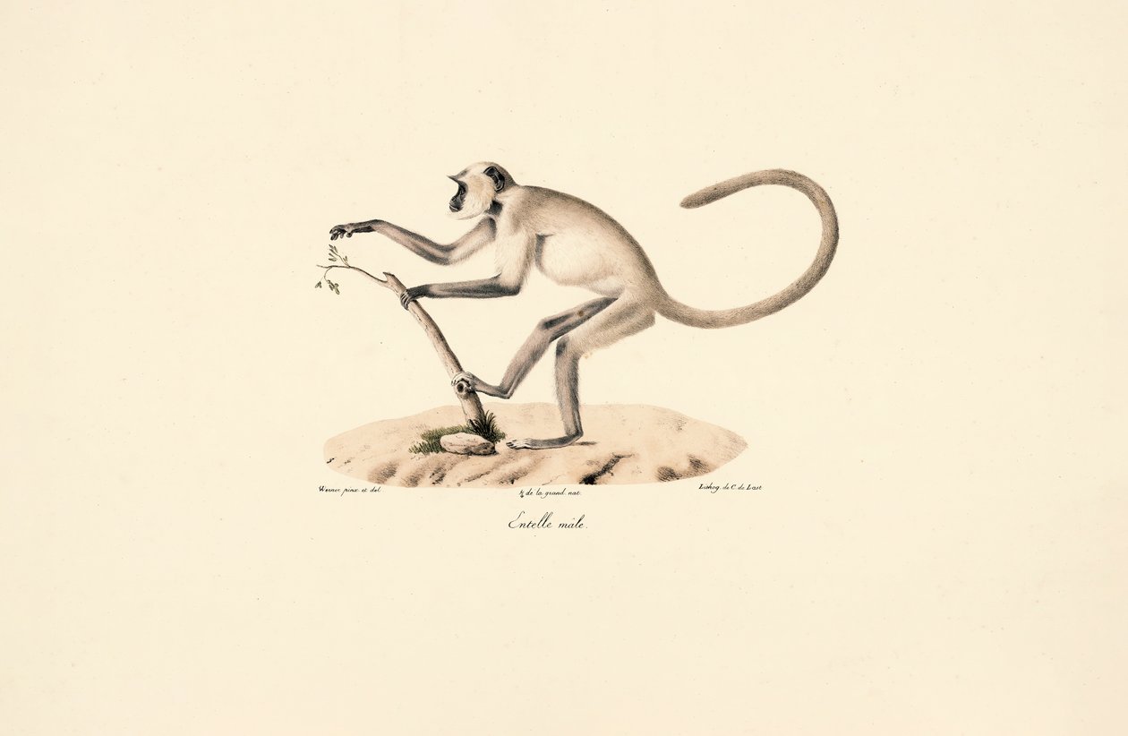  autorstwa Jacques Christophe Werner