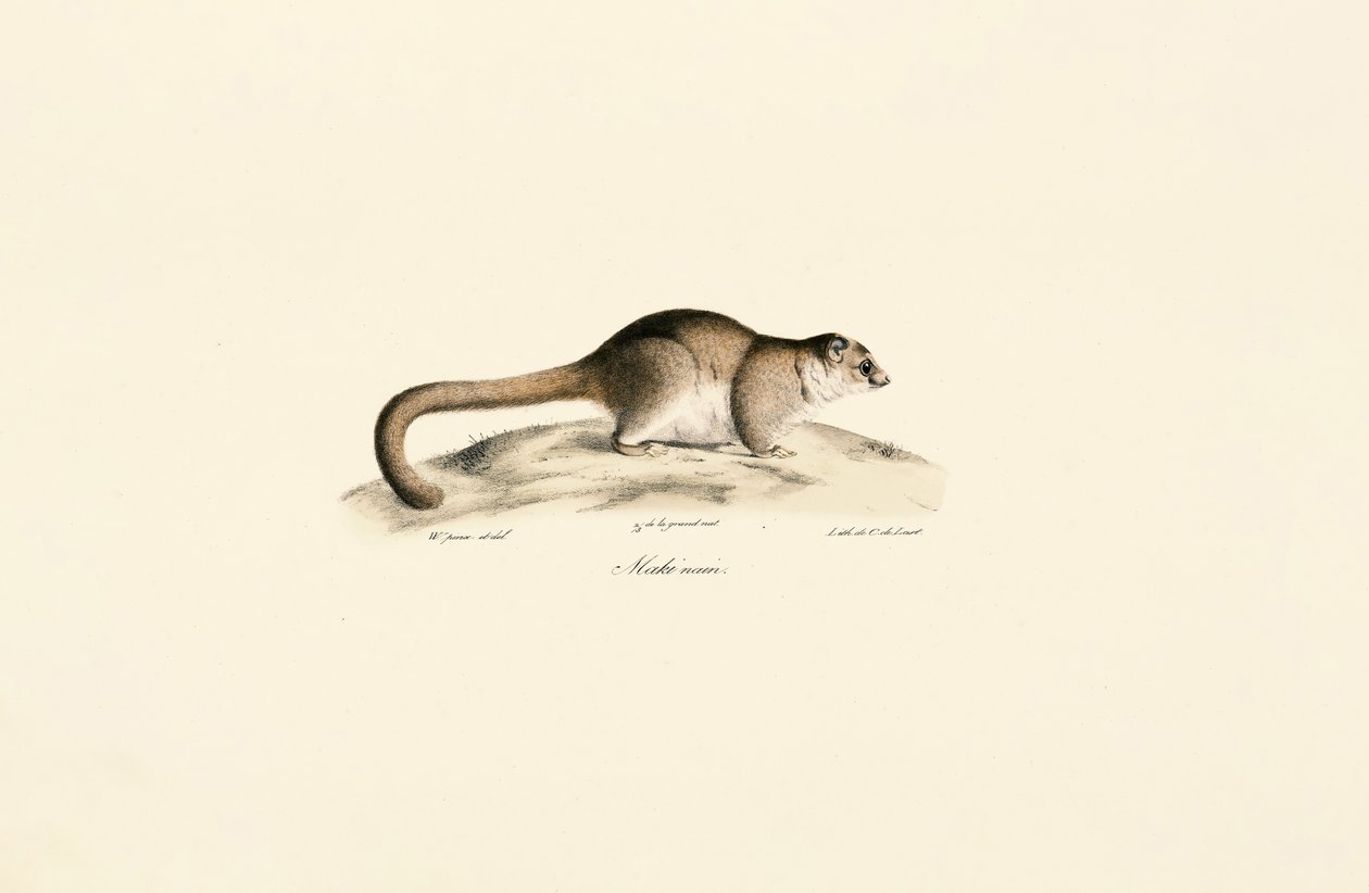  autorstwa Jacques Christophe Werner