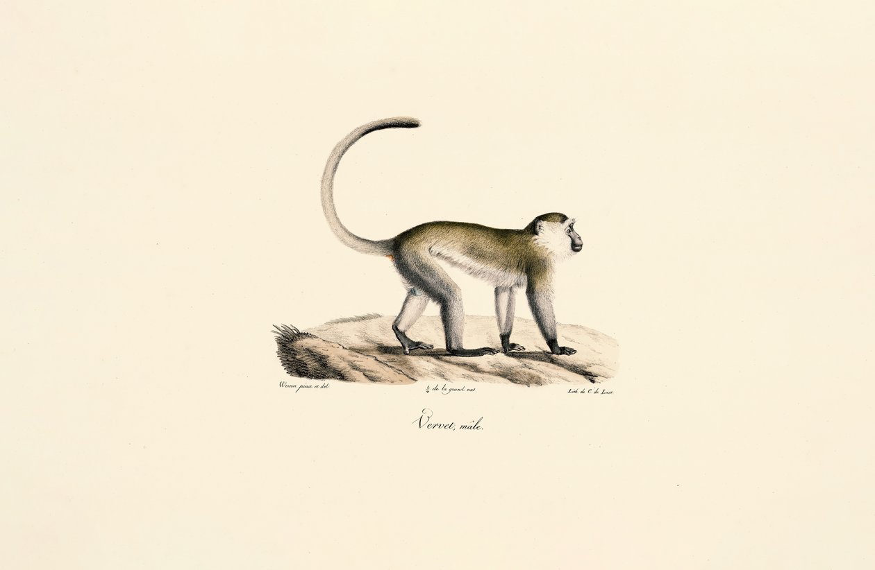  autorstwa Jacques Christophe Werner