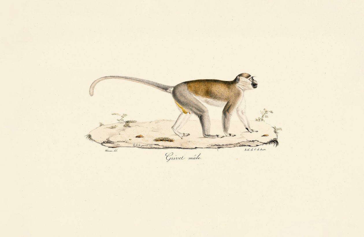  autorstwa Jacques Christophe Werner