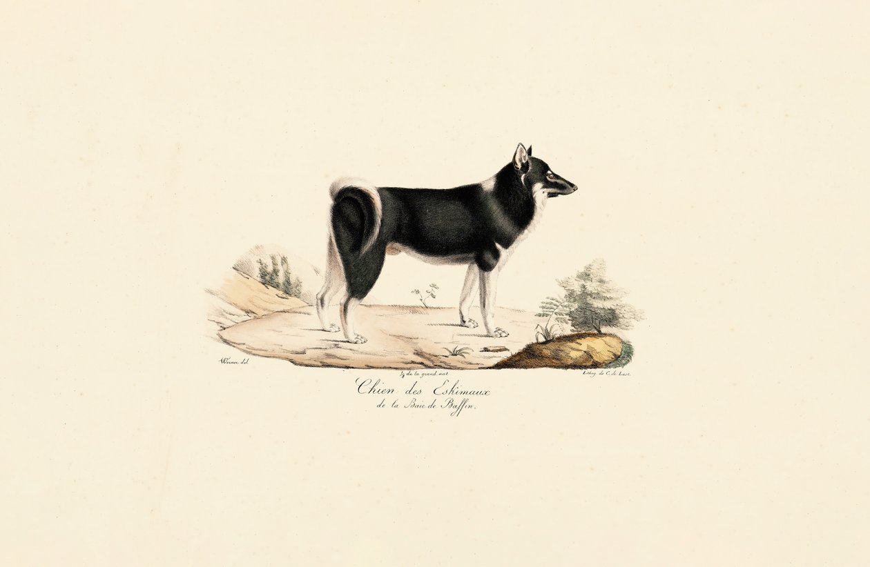 Pies grenlandzki autorstwa Jacques Christophe Werner