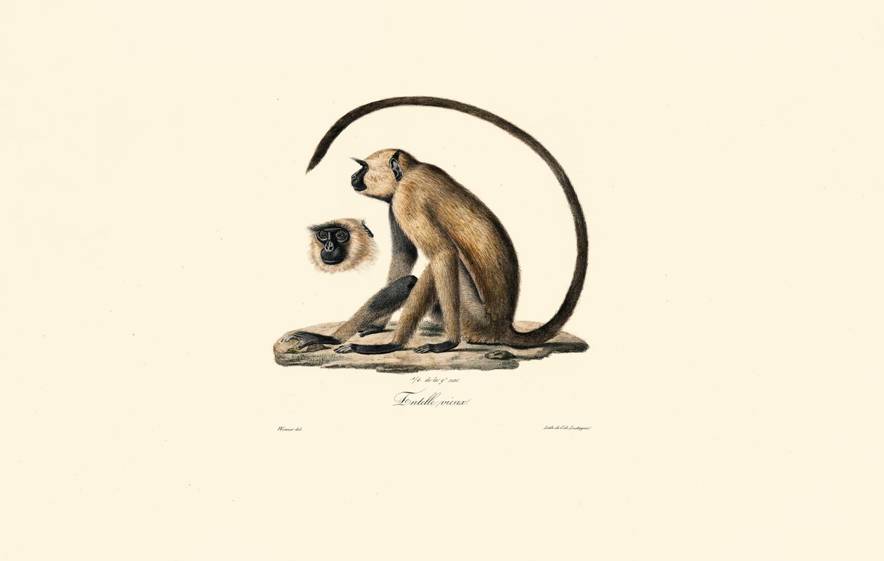 Grey Langur (Old Entelle) autorstwa Jacques Christophe Werner
