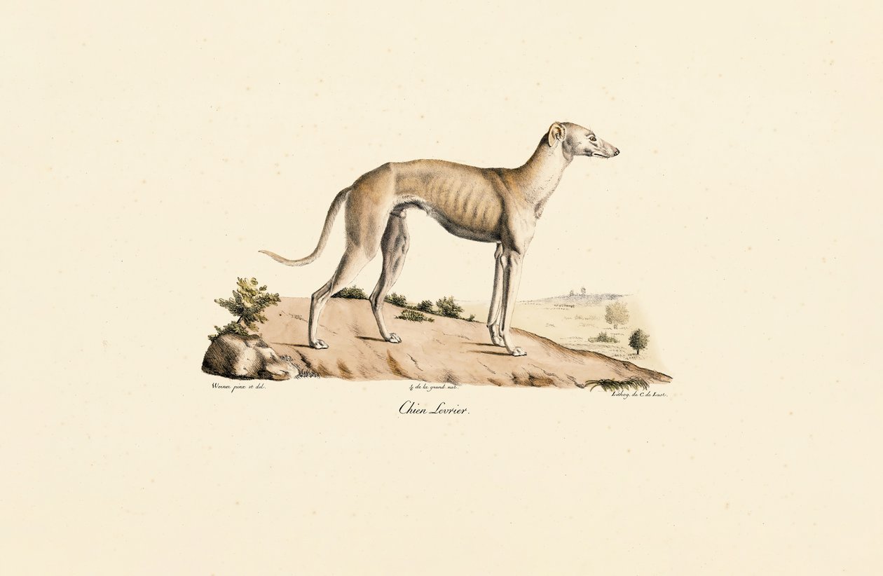 Greyhound autorstwa Jacques Christophe Werner