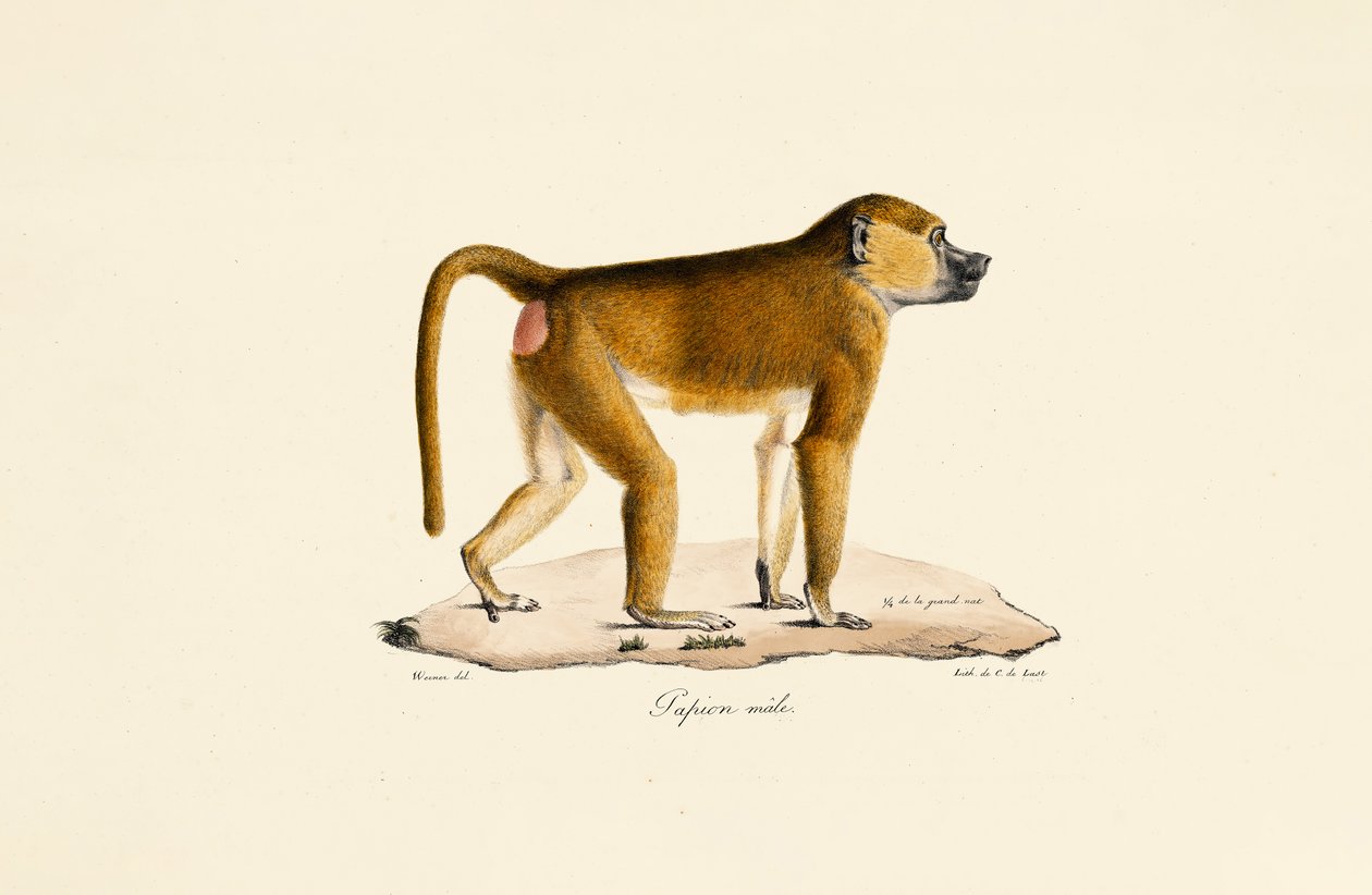 Pawian gwinejski (samiec) autorstwa Jacques Christophe Werner