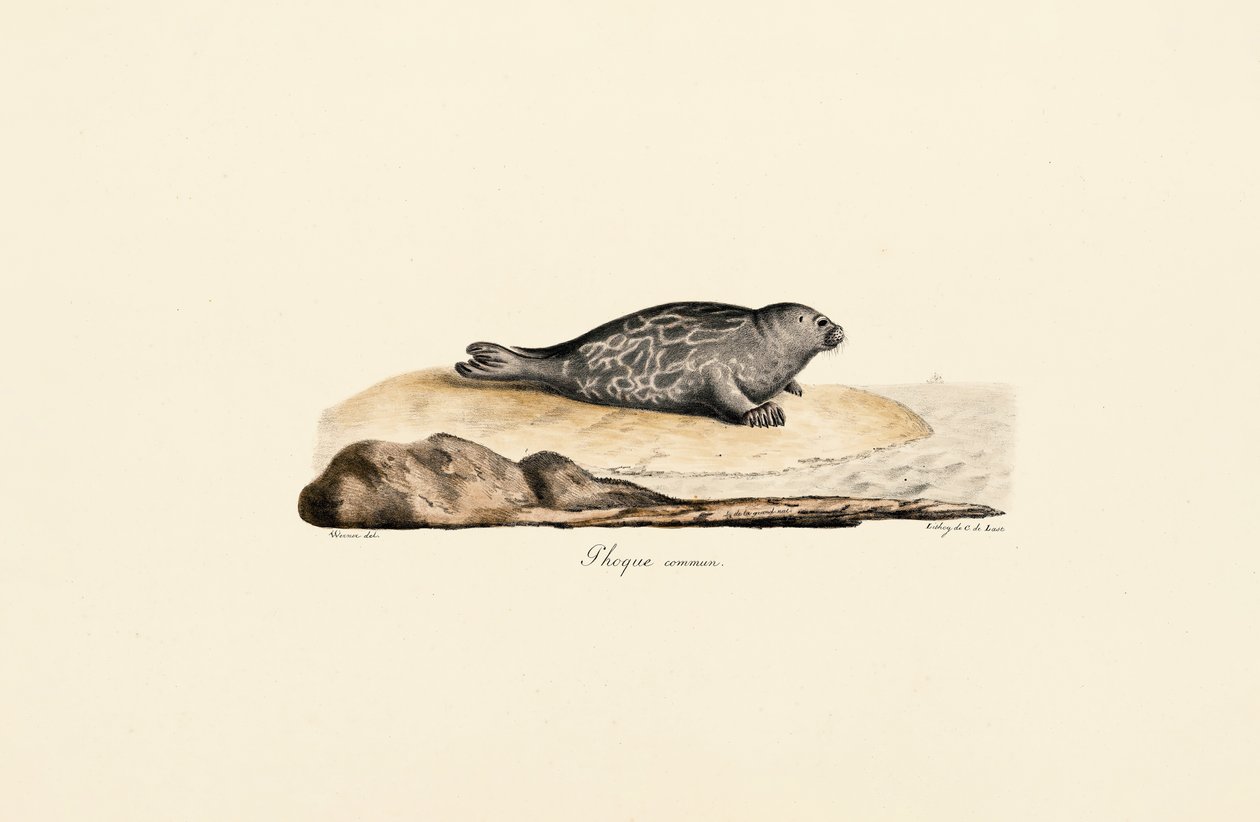  autorstwa Jacques Christophe Werner