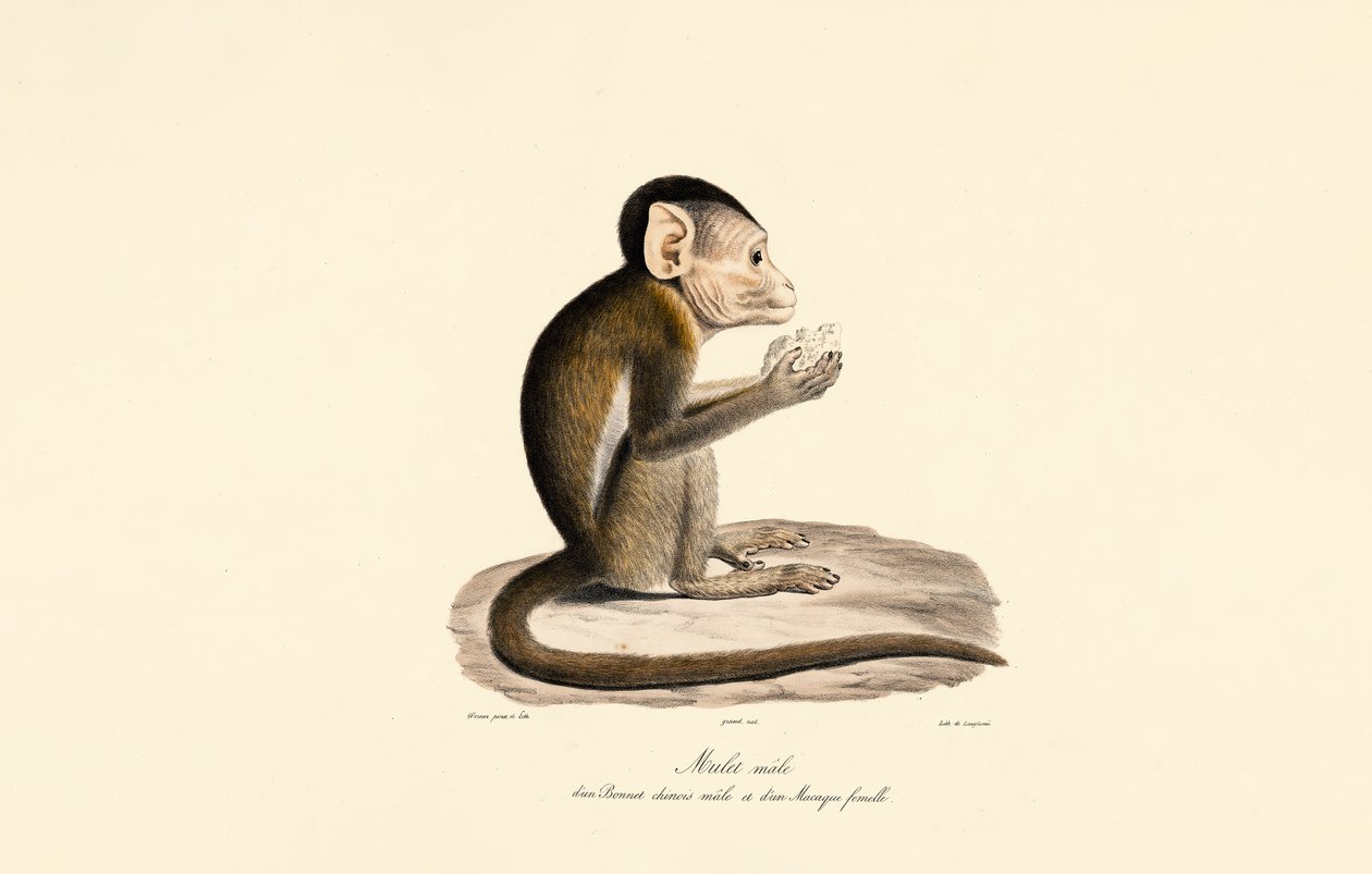  autorstwa Jacques Christophe Werner