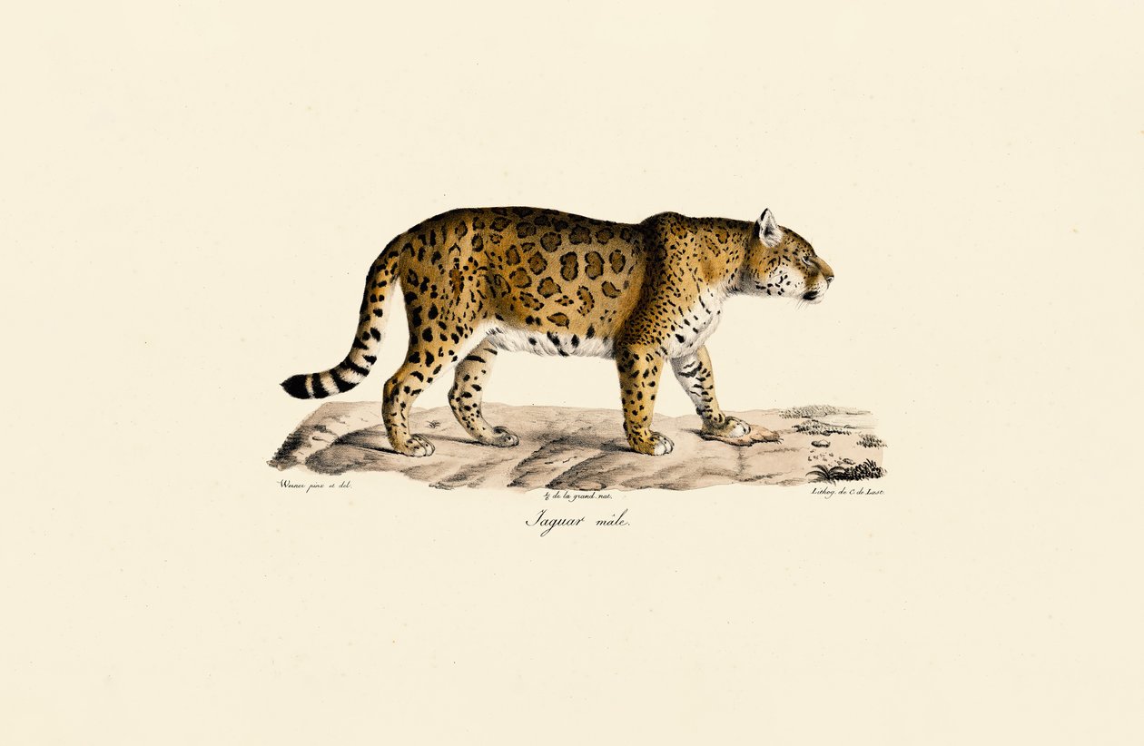 Jaguar (mężczyzna) w widoku z boku autorstwa Jacques Christophe Werner