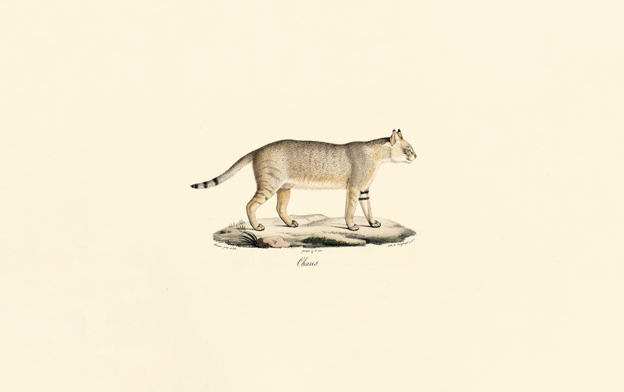 Jungle Cat autorstwa Jacques Christophe Werner