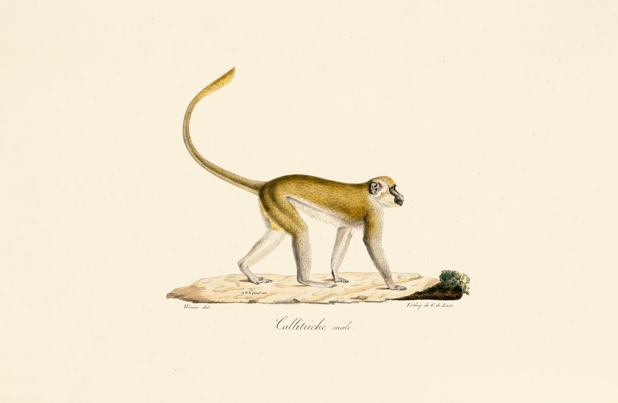  autorstwa Jacques Christophe Werner