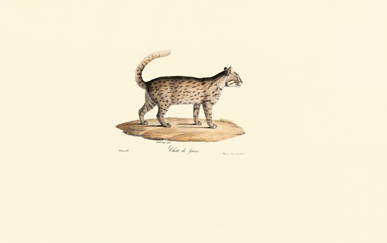 Kot lamparci (Prionailurus bengalensis) autorstwa Jacques Christophe Werner