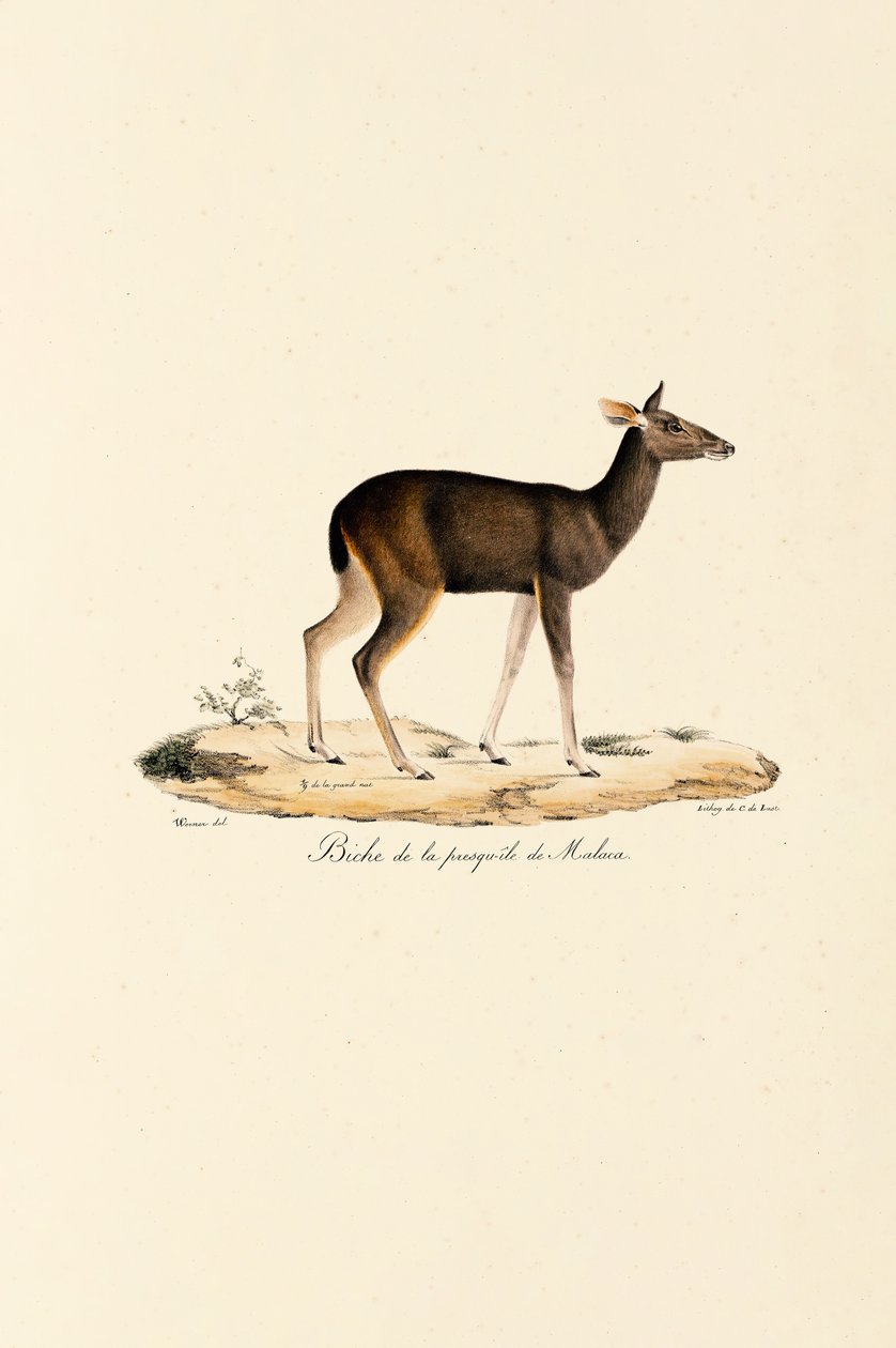 Jeleń malajski autorstwa Jacques Christophe Werner