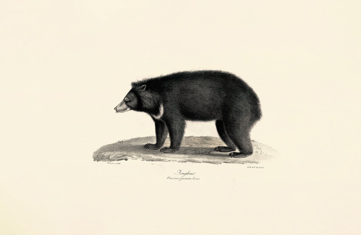 Malajski niedźwiedź słoneczny autorstwa Jacques Christophe Werner