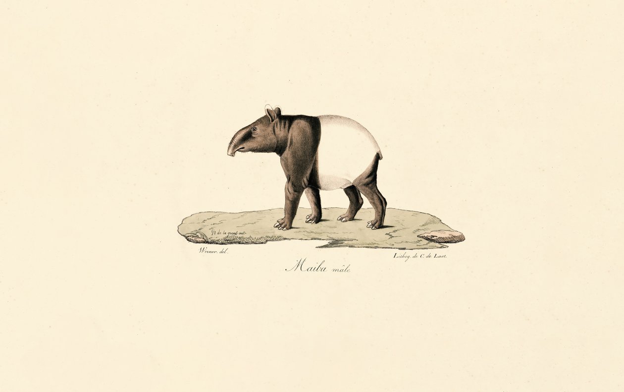Tapir malajski autorstwa Jacques Christophe Werner