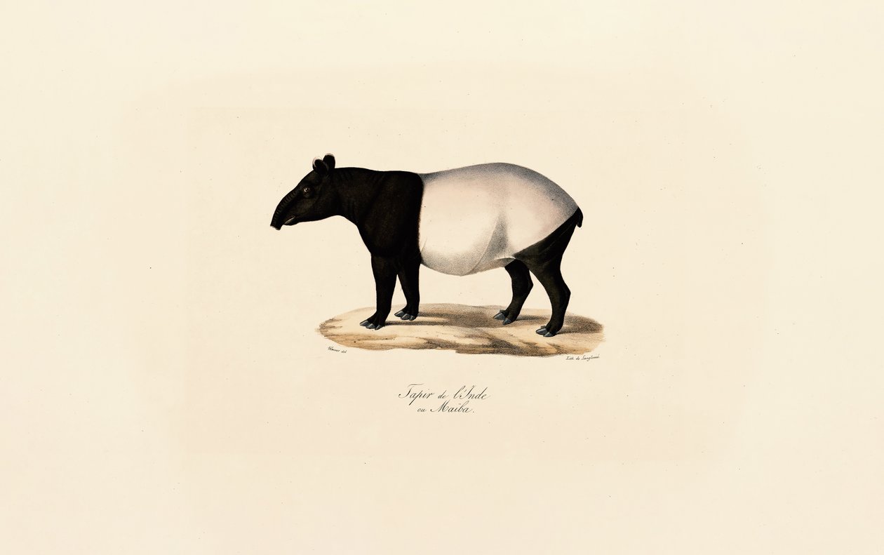 Tapir malajski autorstwa Jacques Christophe Werner
