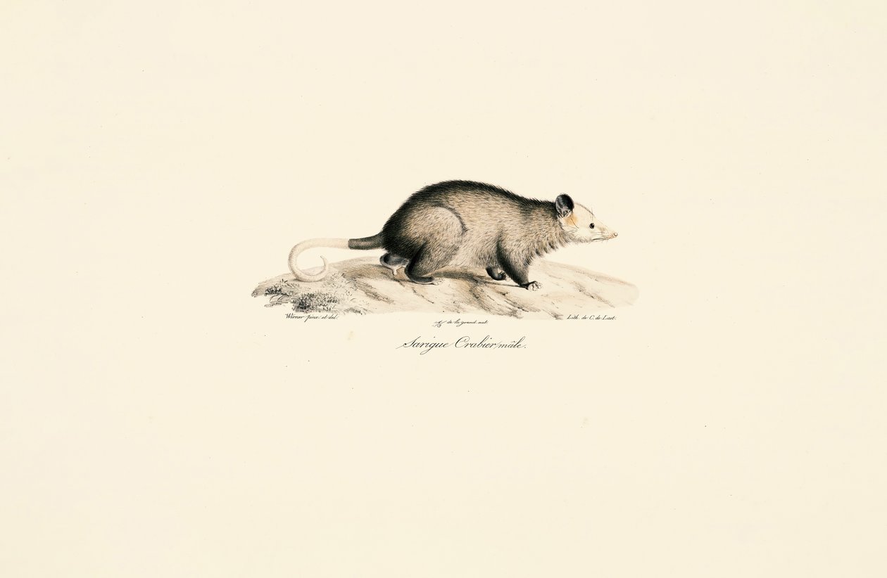  autorstwa Jacques Christophe Werner
