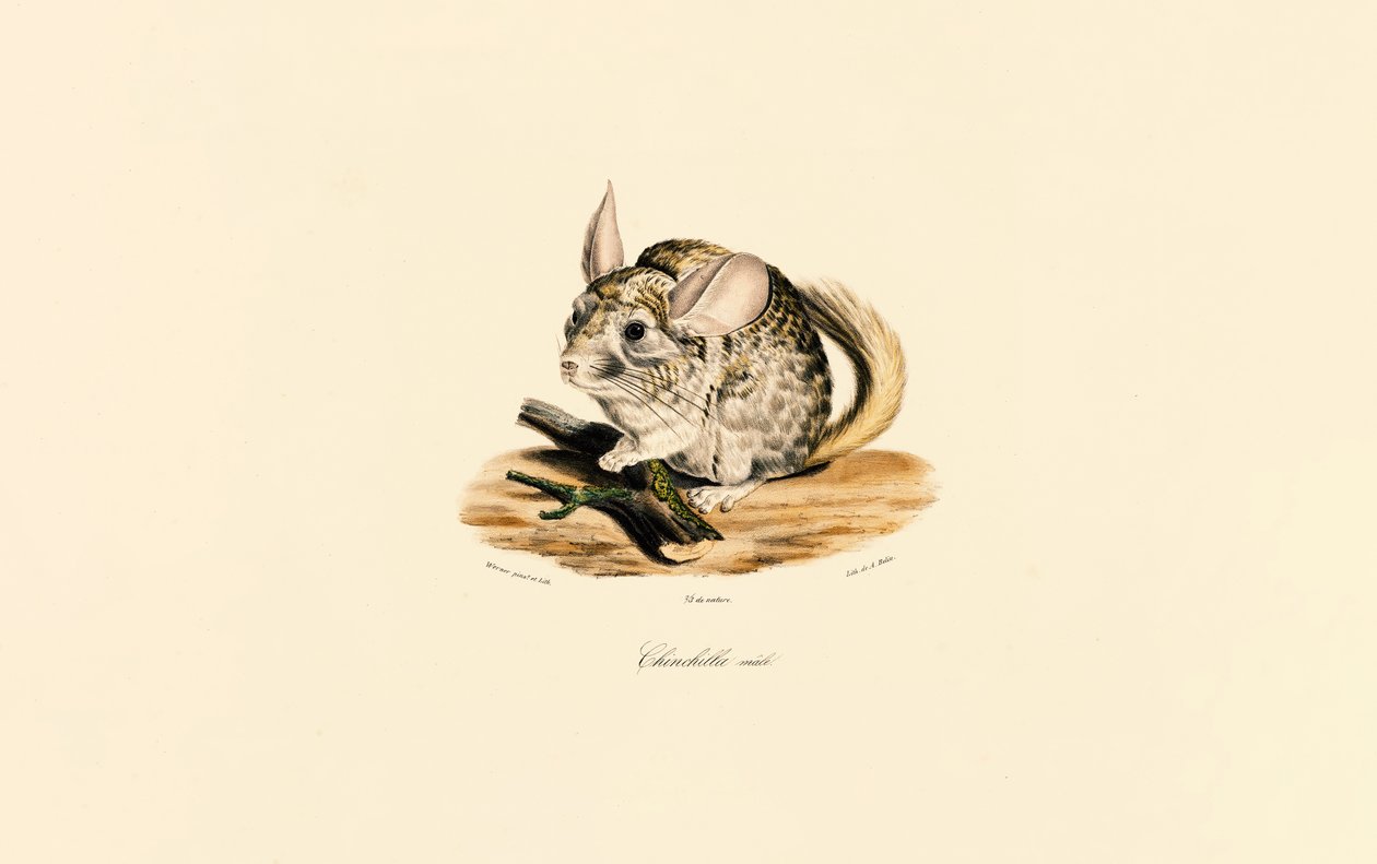  autorstwa Jacques Christophe Werner