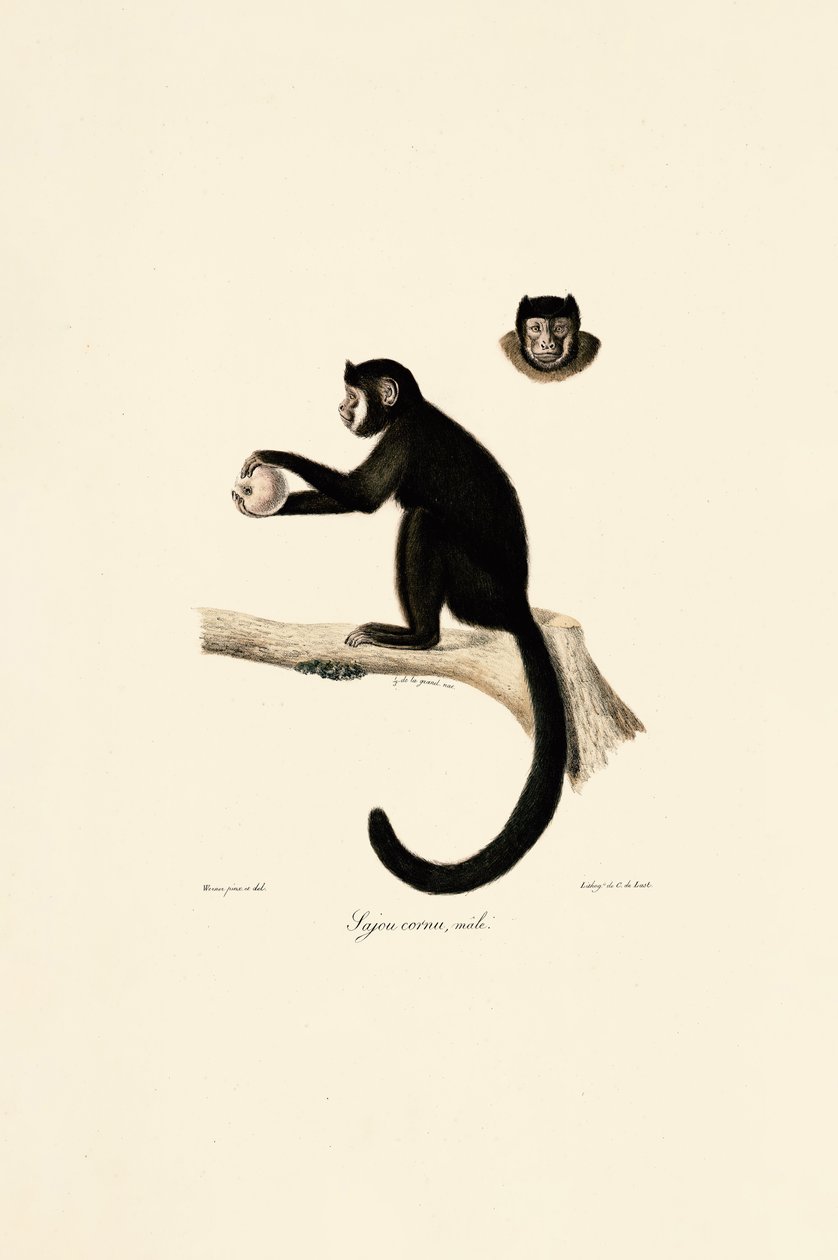  autorstwa Jacques Christophe Werner